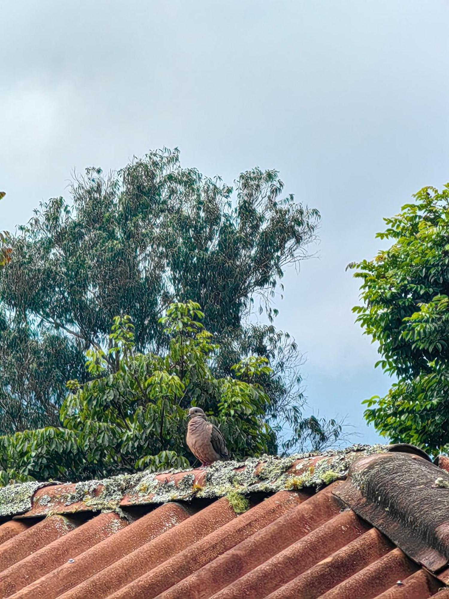 Paraiso Cocora Salento Ngoại thất bức ảnh